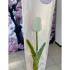 Gumi tulipán csomagolóban nőnapi ajándék - fehér